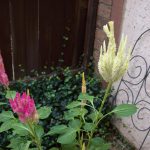 pink and yellow celosia flowers