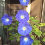 Blue morning glory blooms