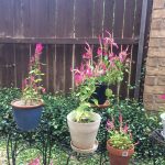 Pink celosia flowers in pots