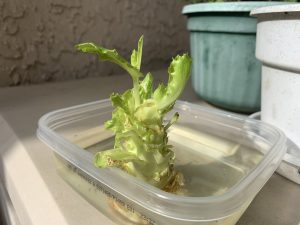 Small lettuce leaves sprout from a lettuce core in a dish of water