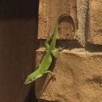 A green lizard climbs a brick wall