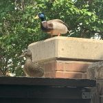 A male and female mallard duck pair stand on top of a fence, the male watching over the female