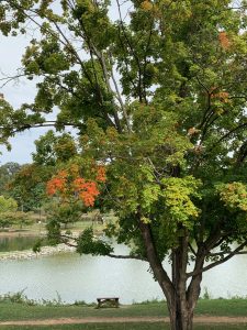 A single branch on an otherwise green tree is bright orange. There's a small lake in the background.