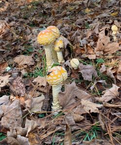 A cluster of orange and white mushrooms right out of a fairytale grow among dry leaves on a forest floor.