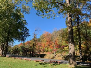 A hillside covered with red and gold trees.