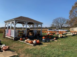 A white gazebo is surrounded by pumpkins in various shapes and colors, from traditional orange to white.