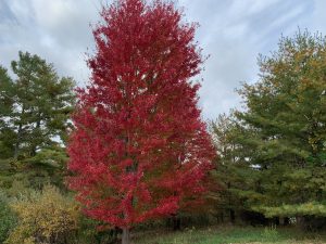 A single tree with scarlet leaves stands against green trees.