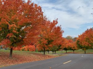 A curving road is lined in bright red and gold trees. The ground below is blanketed in fallen red and gold leaves.