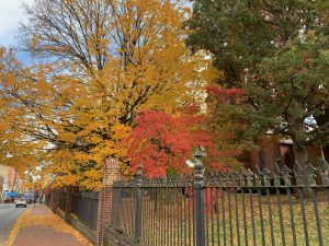 A bright gold tree hangs over an ornate iron fence, showering the sidewalk with leaves. There's a bright orange tree next to it. In the background is an old church.