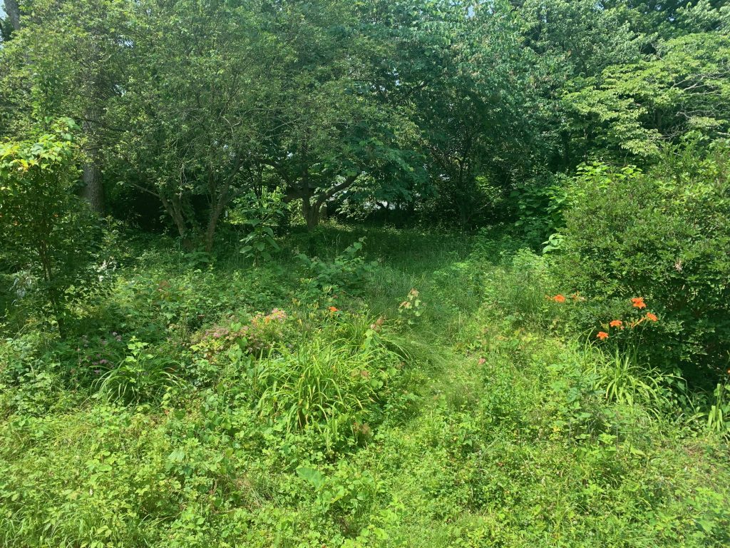 A yard that's a sea of green, full of trees and plants. There are a few pops of color, like clumps of orange daylilies.