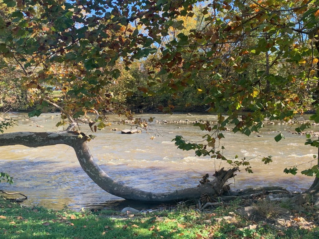 A river flows over rocks and tree branches, with trees leaning over the water.