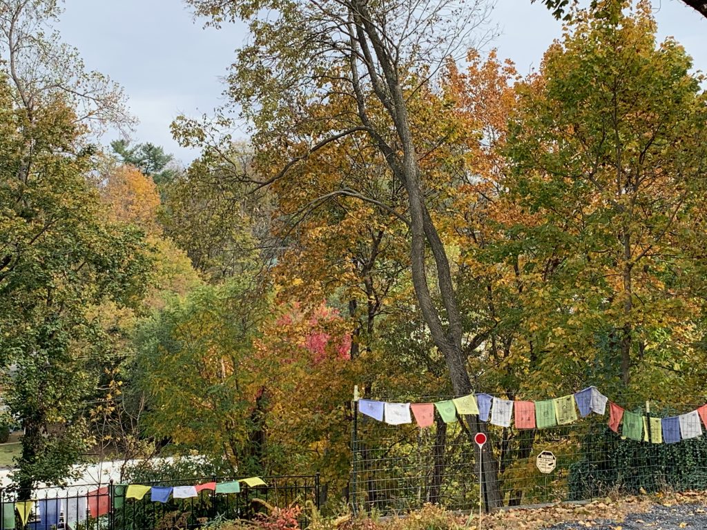 A view of trees with orange and gold leaves. There a tree with bright red leaves in the middle, just peeking through all the other trees.
