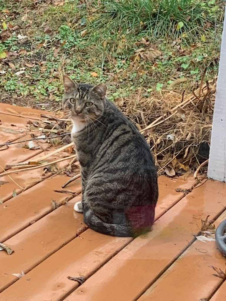 A gray and black striped cat sits on a wooden deck, looking back toward the camera.