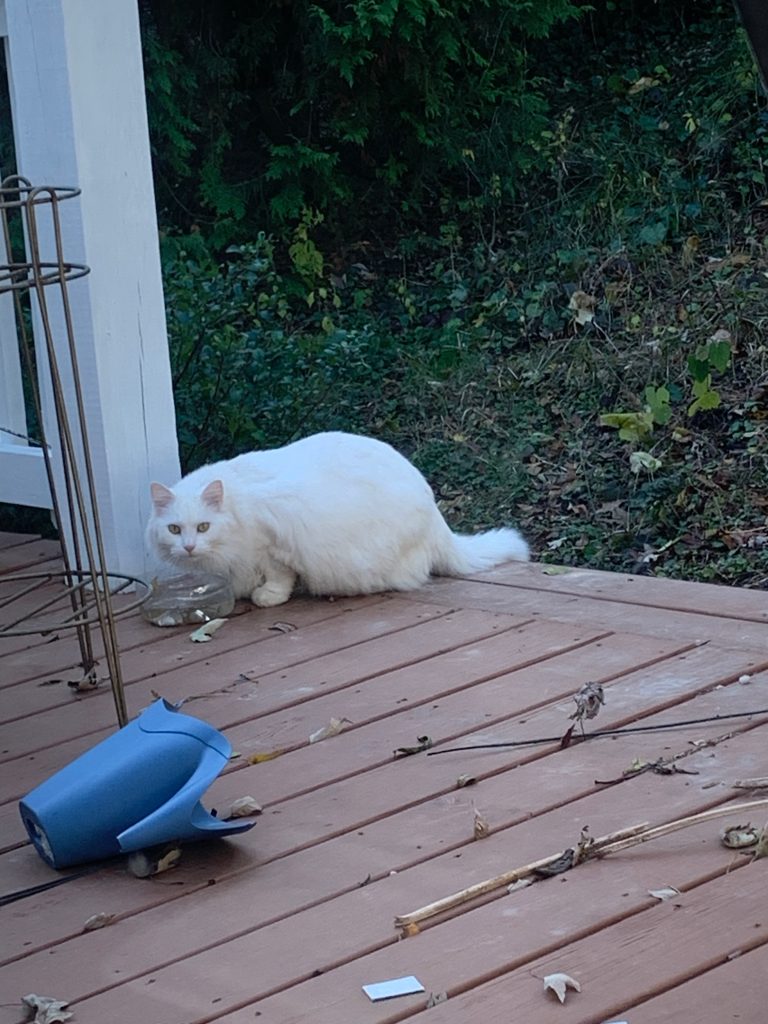 A fluffy white cat looks up from drinking water with an expression that seems to say "Oops, you caught me." A blue watering can lies on its side nearby.