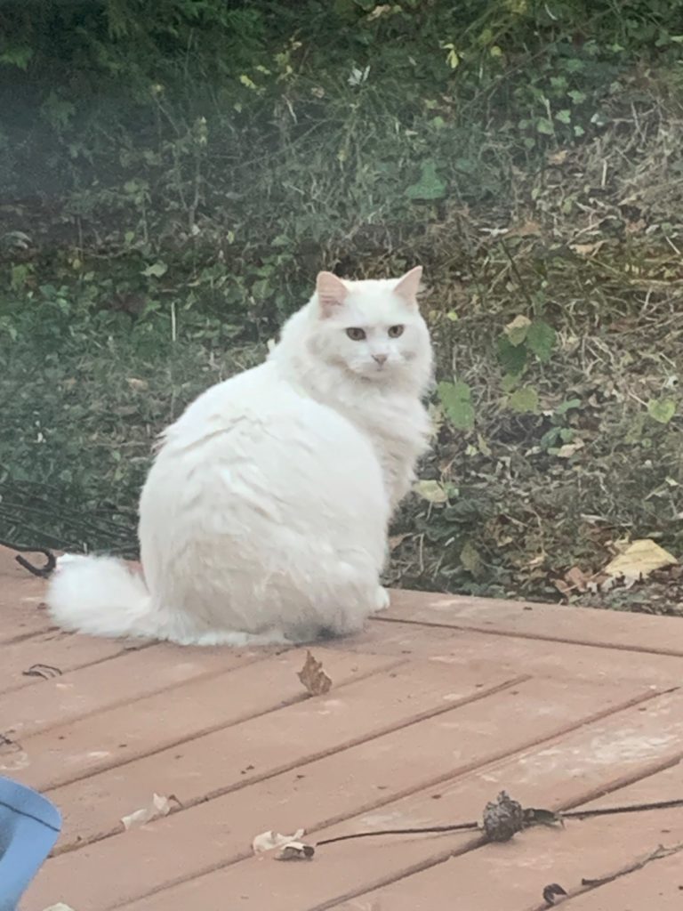 A very fluffy white cat sits on a wooden deck, its back to the camera, but turning to look back at the camera.