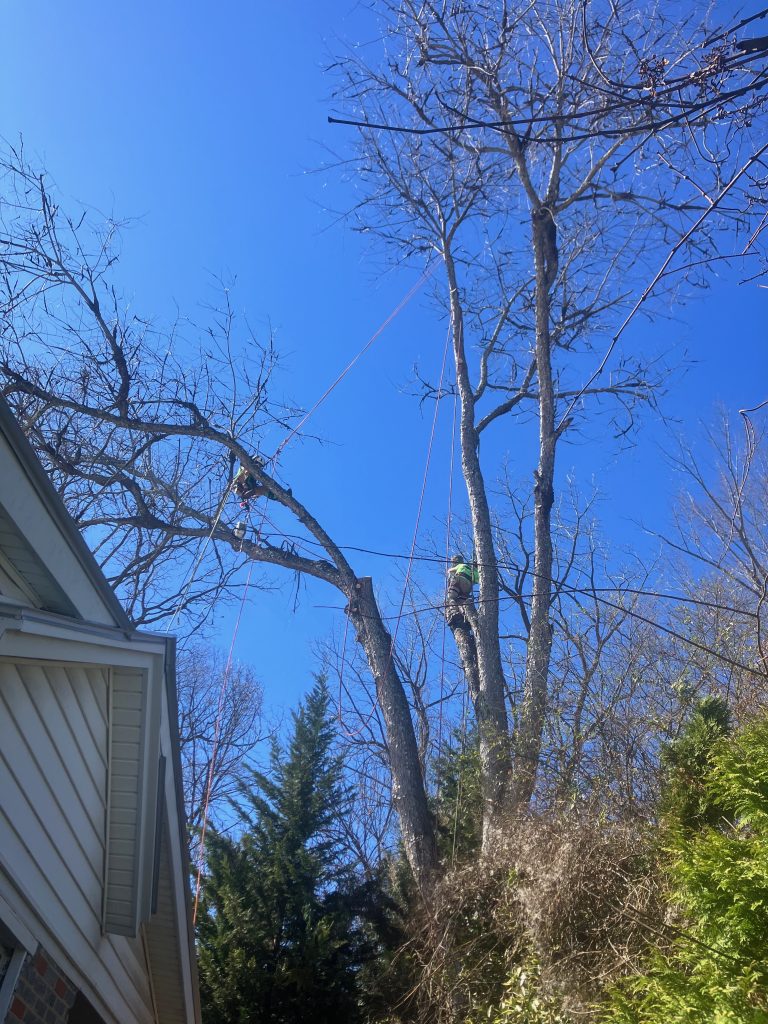 A view of a very tall tree. There are small dots up in the branches that are men working on the tree.