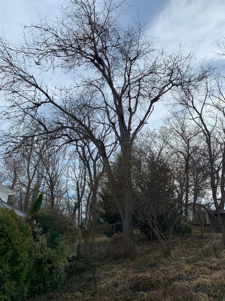A tall, bare tree with lumpy blighted branches looms over the yard and the house next door.
