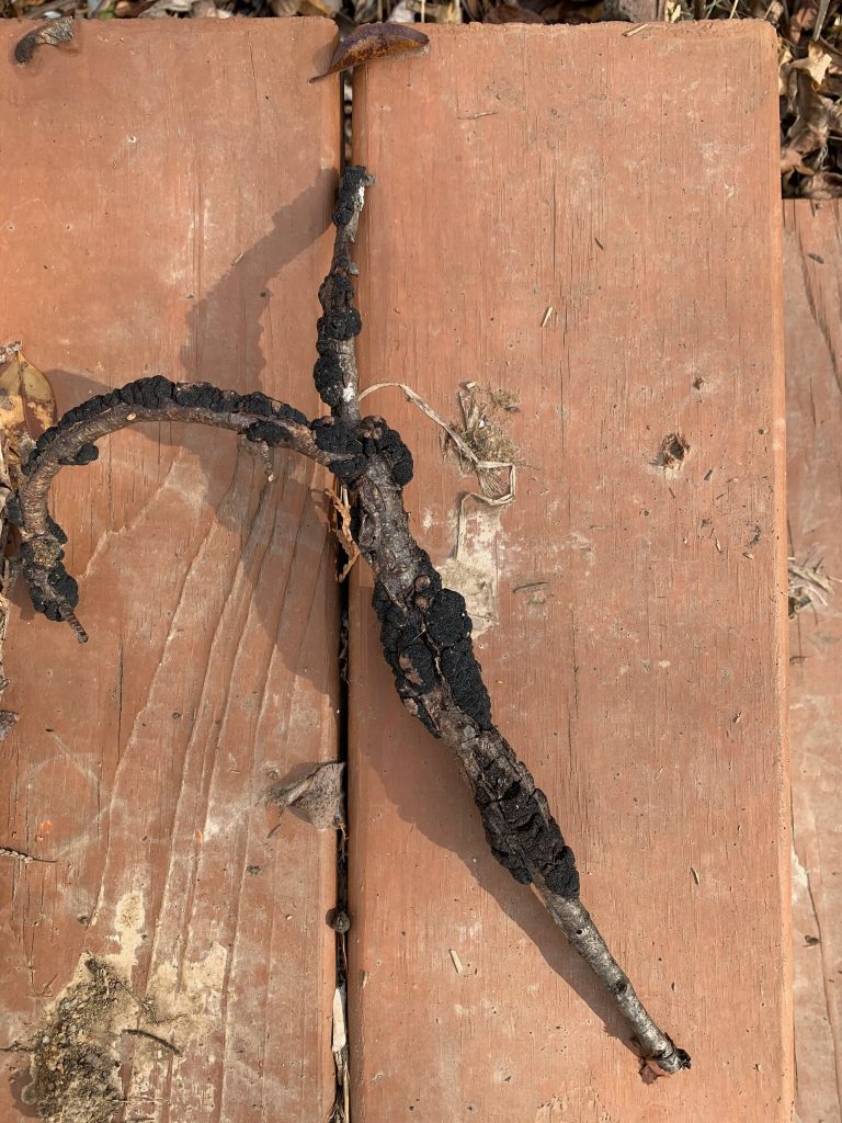 A twig is covered with a disgusting black growth.
