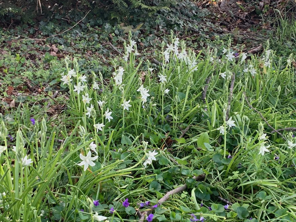A mass of star-shaped white flowers, with a few violets around them.