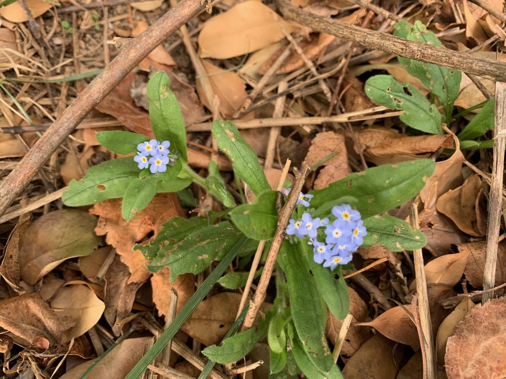 A few tiny purple flowers have emerged from among the dead leaves.