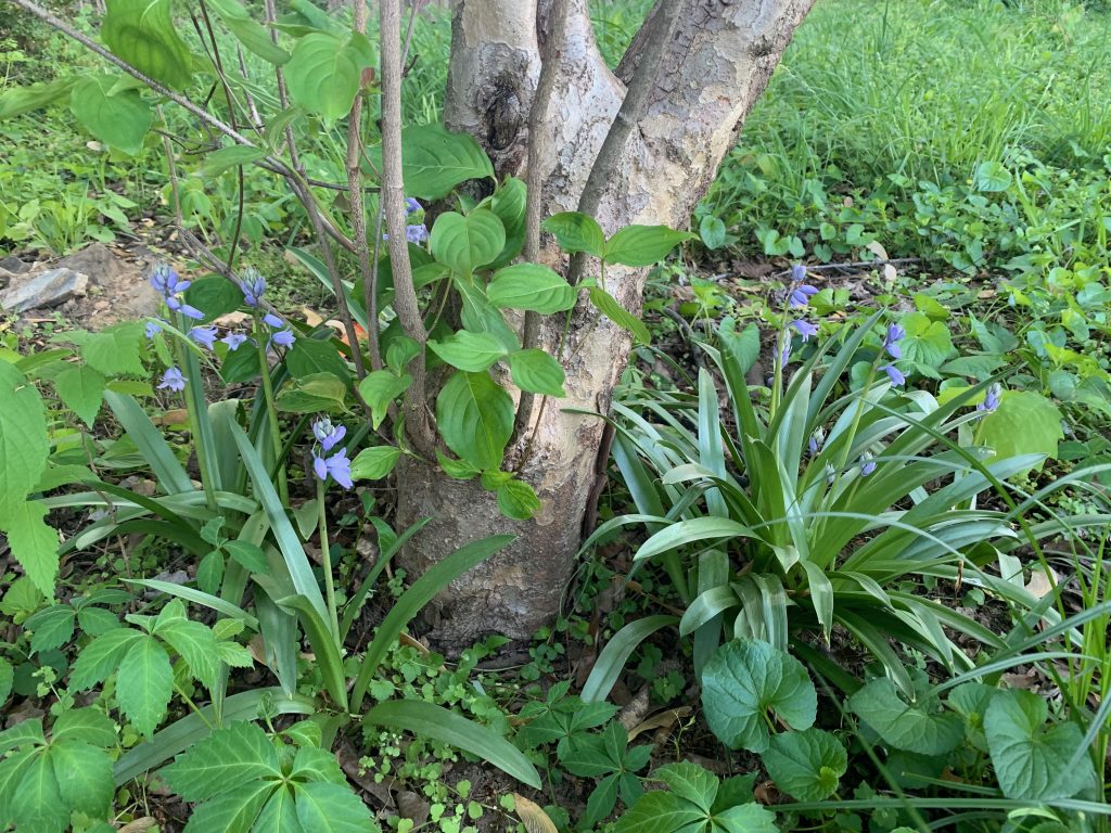 A cluster of bluebells, small blue flowers on long stalks, gathered around the base of a tree, surrounded by greenery.