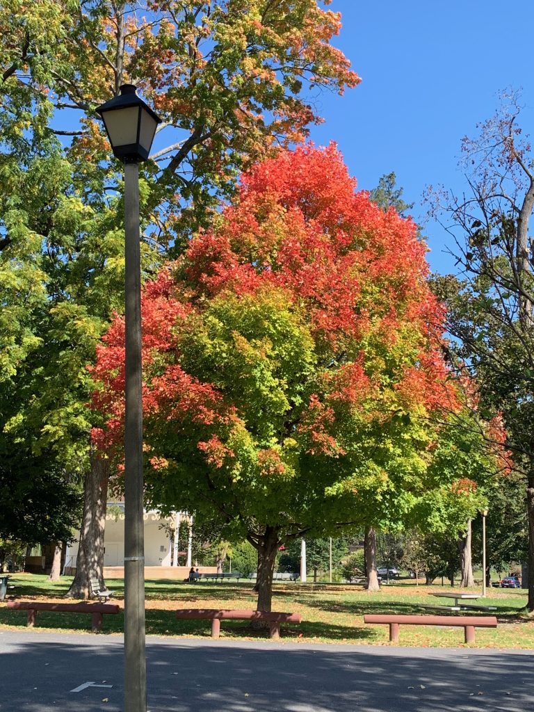 A tree that's still partly green, but vividly red around the edges.