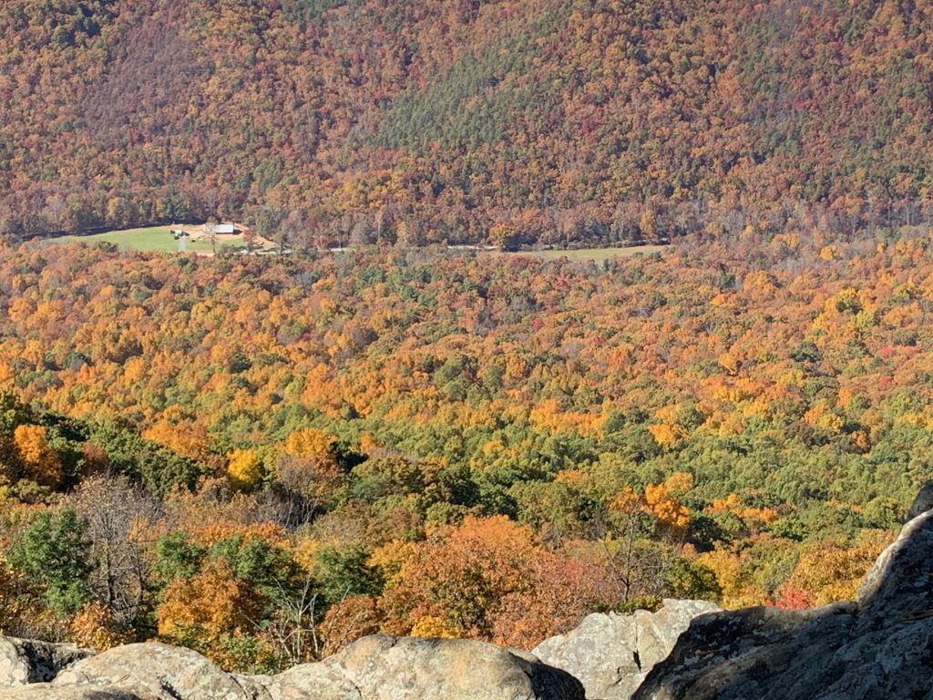 A view from the top of a mountain looking down into a valley of gold and orange trees.